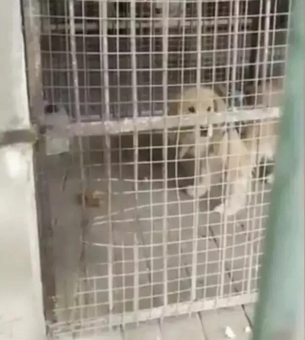 a dog is standing in a cage with other dogs .