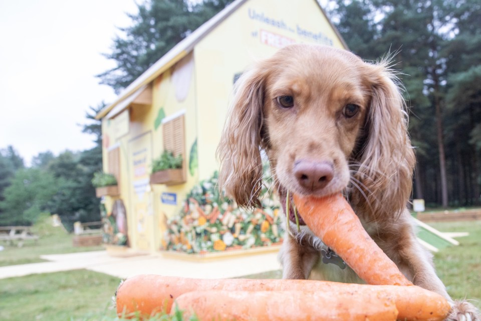 Many dog owners are more focused on their dogs health than their own