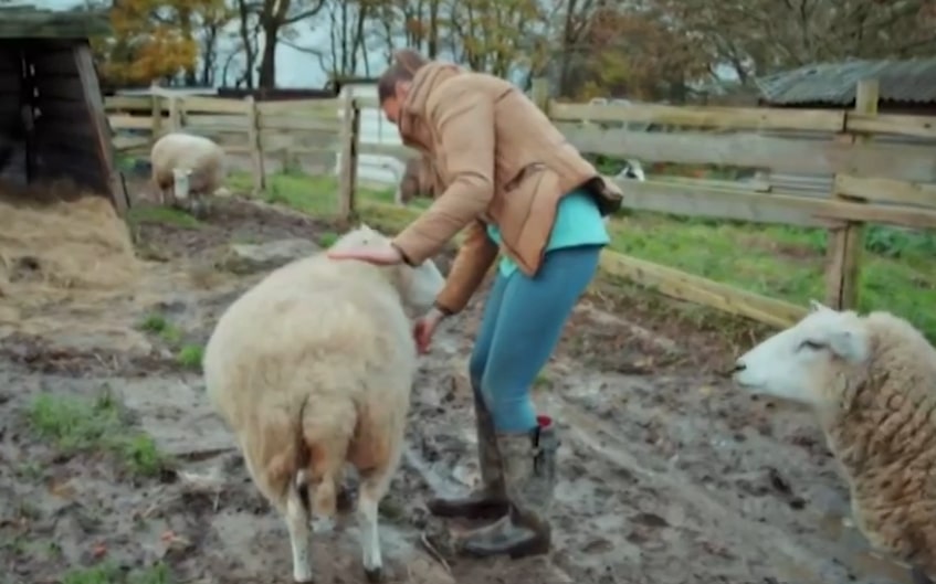 She revealed that she has a career as an animal reiki practitioner