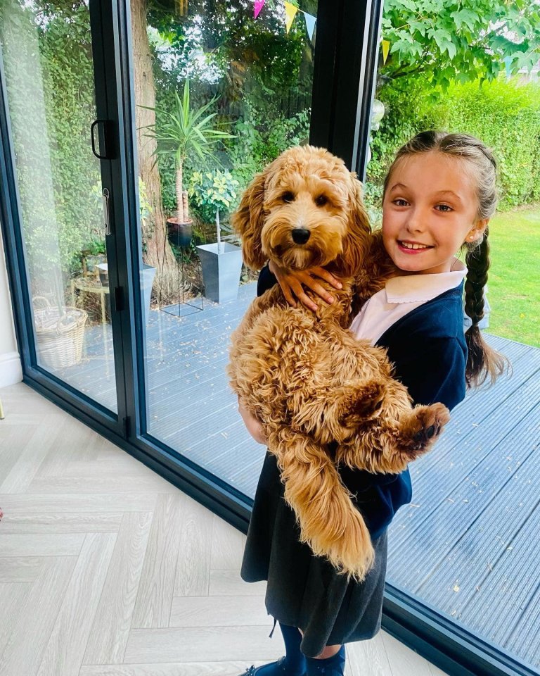 a little girl is holding a brown dog in her arms