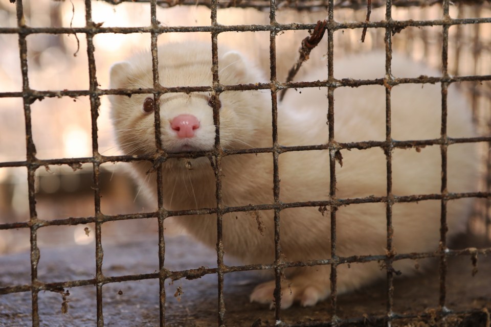 a white ferret with a red nose is behind a wire fence