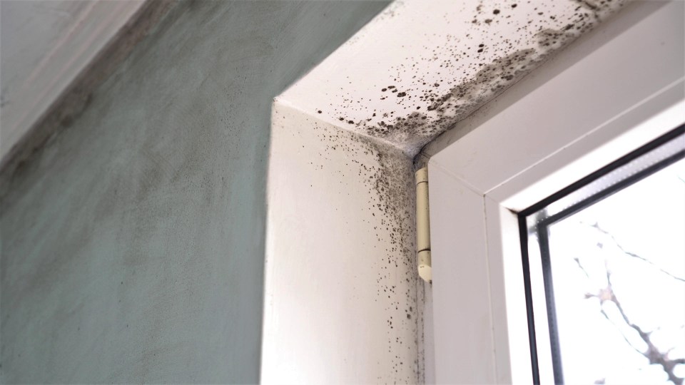 a corner of a window with black mold growing on it