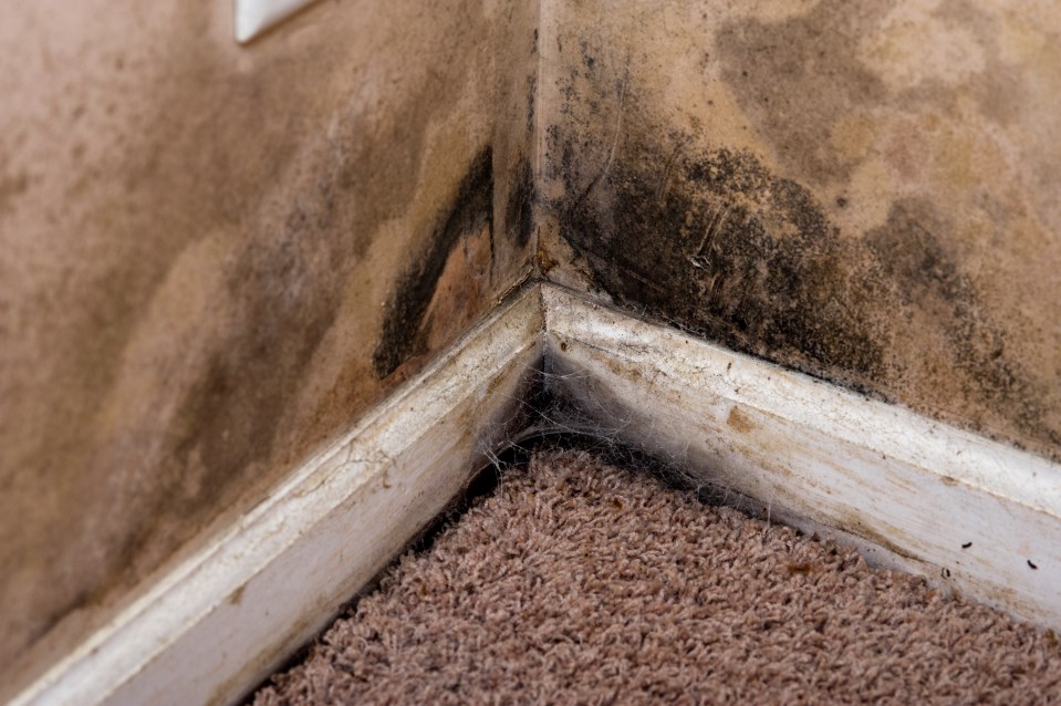 a corner of a room with mould on the wall and carpet