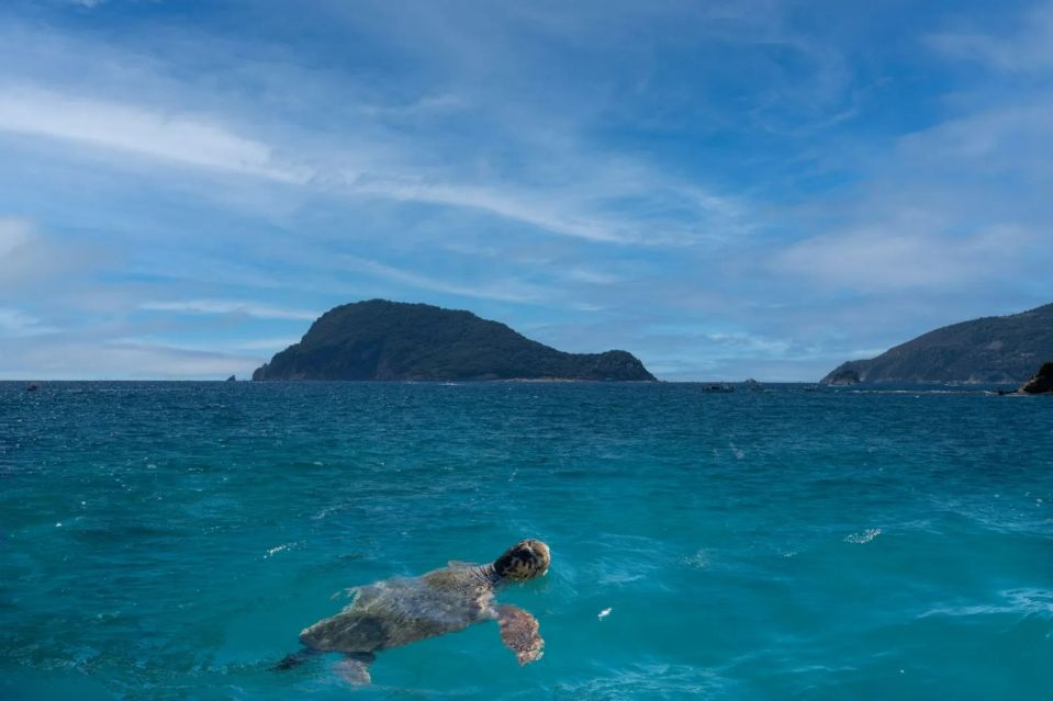 a sea turtle is swimming in the ocean near a small island