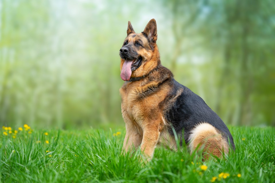 a german shepherd sitting in the grass with its tongue hanging out