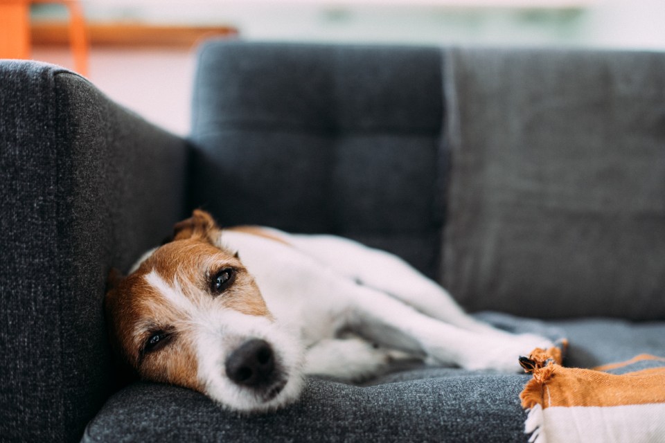 a brown and white dog laying on a grey couch