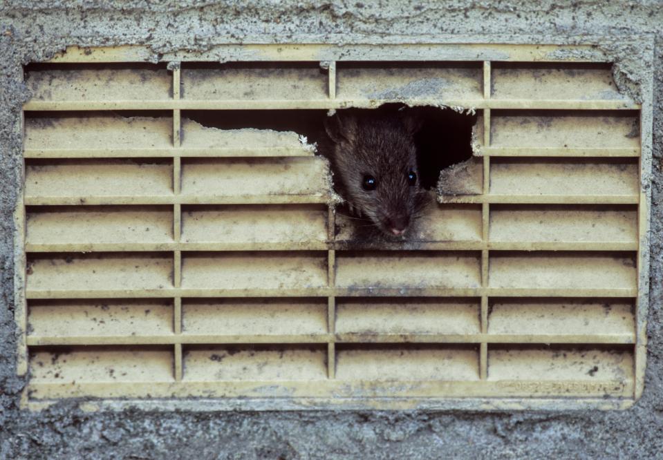 Mark says the Black Cat trap is the most effective way to get rid of rats