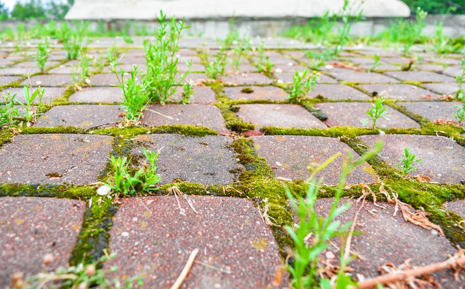 Moss can cover patios and decking durignthe colder months