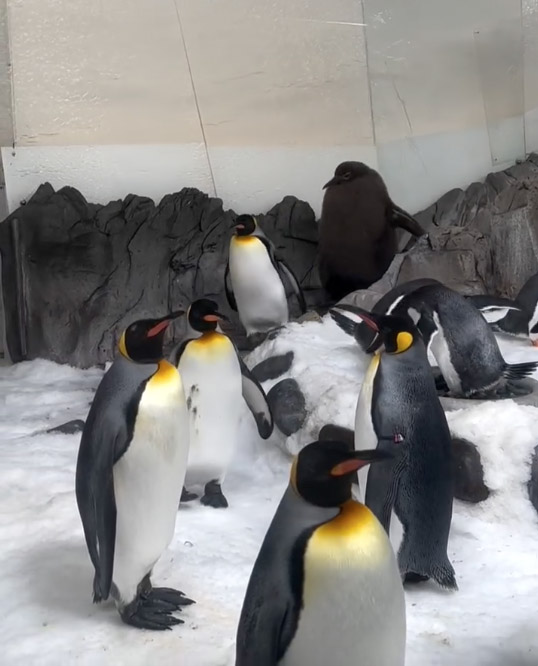 Pesto stands out among his penguin pals at Sea Life as he's not yet shed his brown feathers