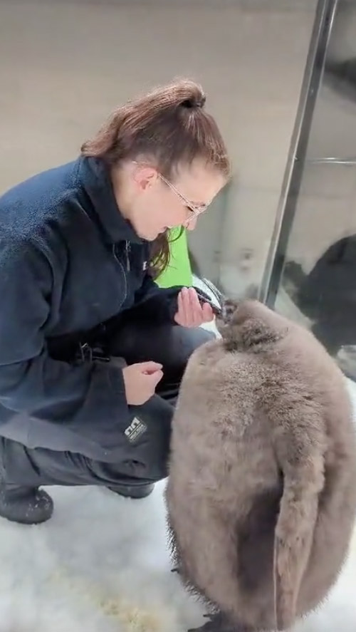 A staff member at the aquarium feeding the "adorable" penguin