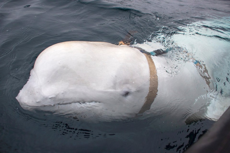 a whale with a rope around its neck is swimming in the ocean