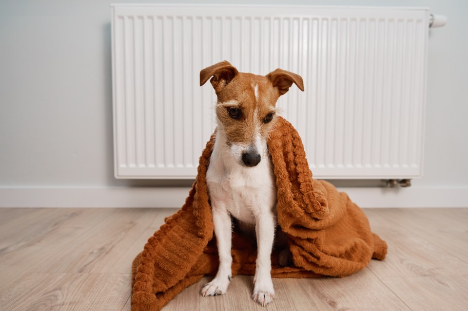 A fifth of people will be putting their heating on when they go out to keep their pets warm this winter despite the cost