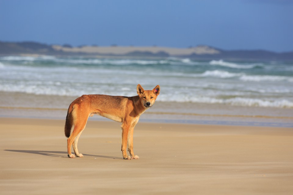 a brown dog standing on a sandy beach near the ocean