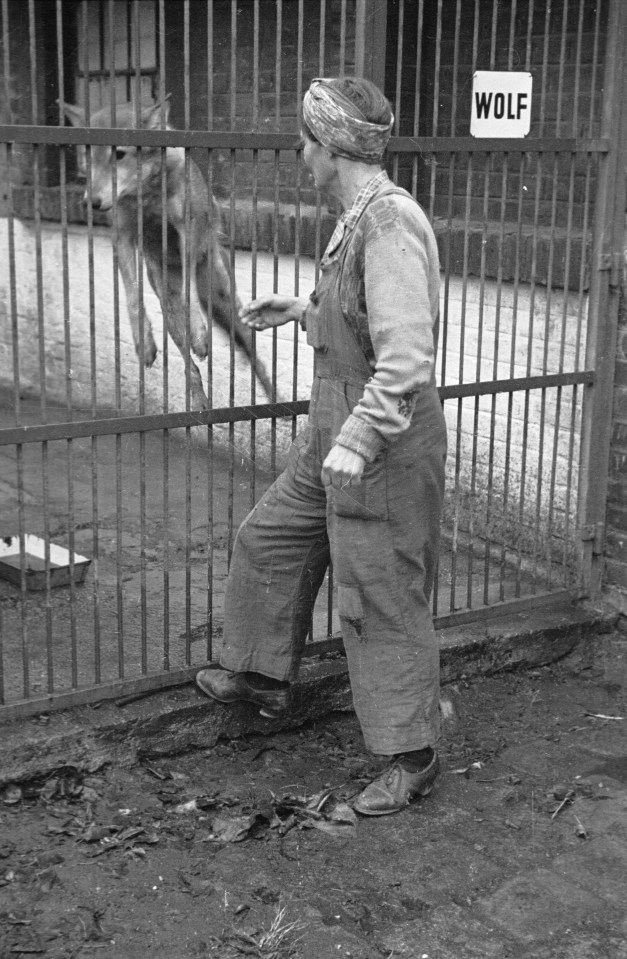 a man standing in front of a fence with a sign that says wolf