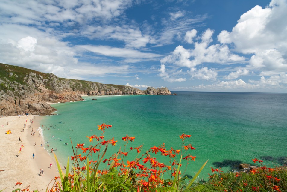 a view of a beach with flowers in the foreground