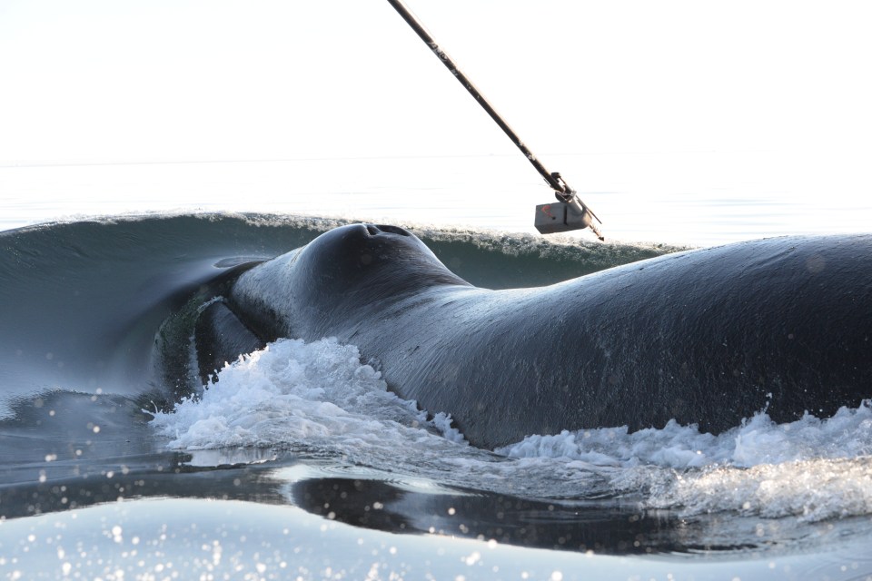 A 130-year-old whale was discovered after a harpoon in its neck was dated to have come from the 1880s