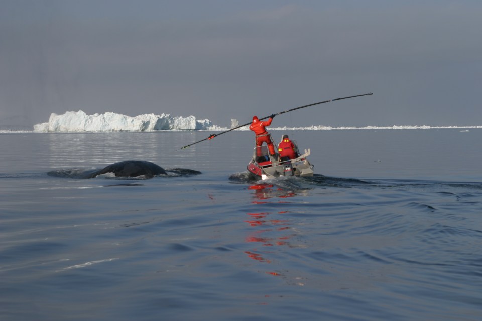 Bowheads are an endangered species and there are currently about 8,000 to 12,000 left