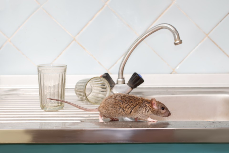 A pest prevention pro has shared his top tips for deterring mice from entering your home, including the free advice you must follow