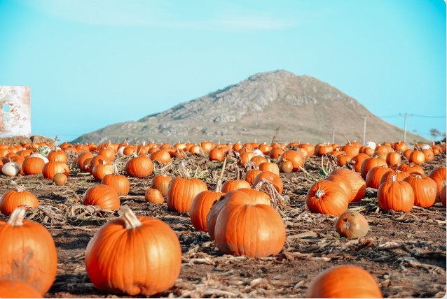 a field of pumpkins with a mountain in the background