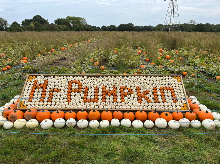 a bunch of pumpkins are arranged in a row with the word halloween written on them