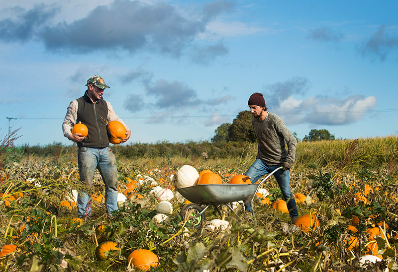 two men are picking pumpkins in a field and one is pushing a wheelbarrow full of pumpkins