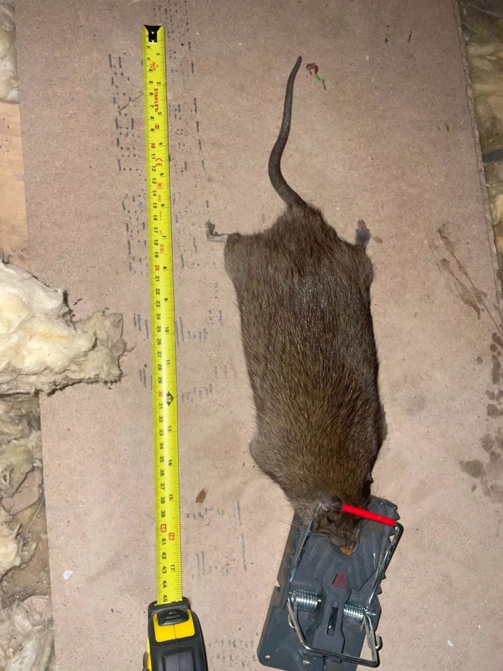 Some rats can grow to the size of a small dog, like this one captured by Kieran