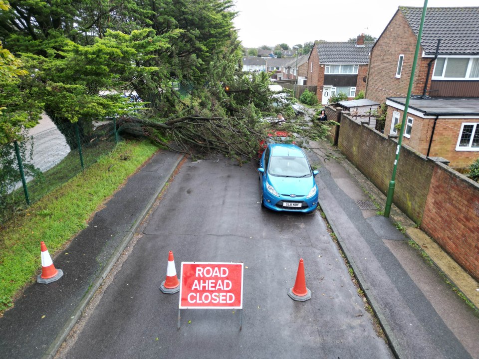 A tree has collapsed in Sompting, West Sussex, blocking a road