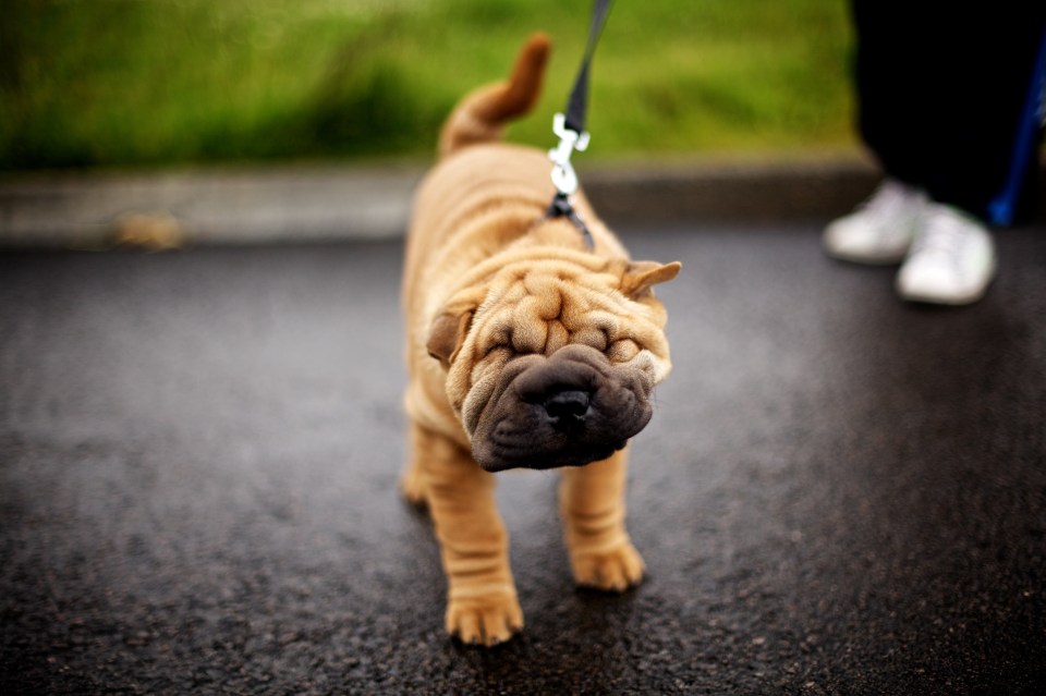 a shar pei puppy on a leash looking at the camera