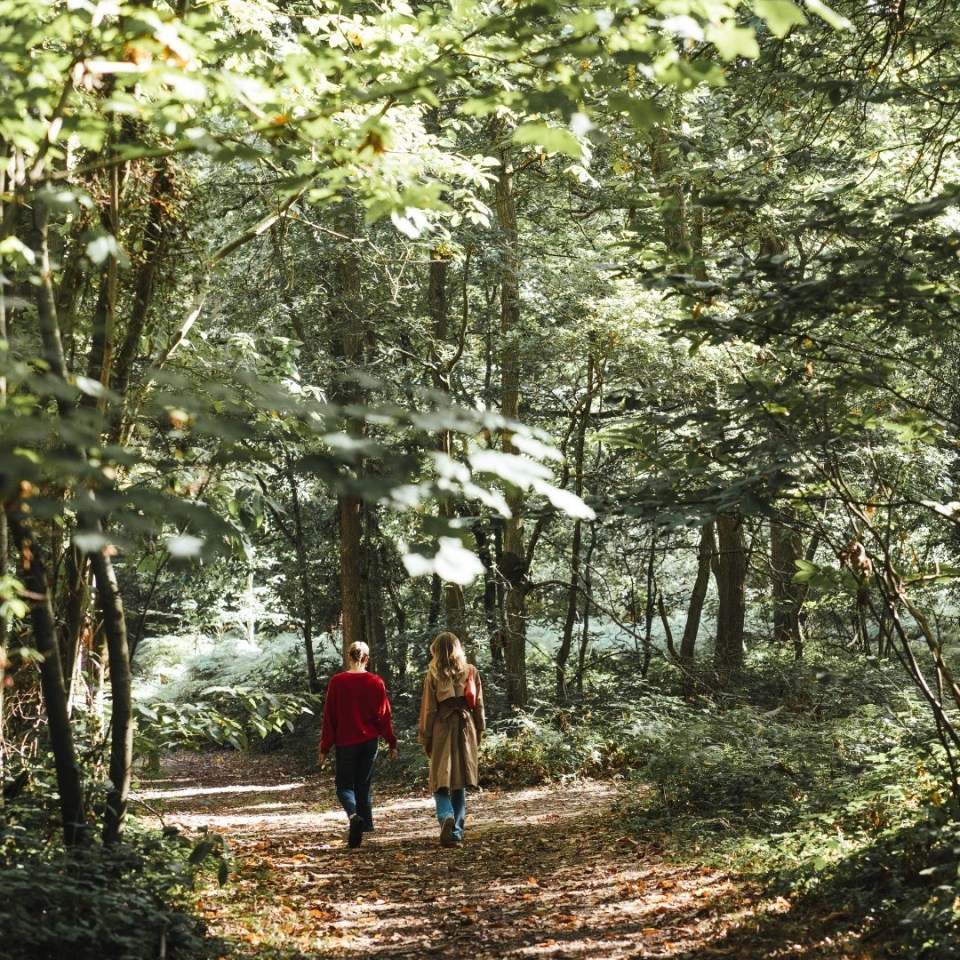 two people walking down a path in the woods