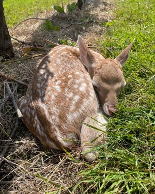 a baby deer is sleeping in the grass under a tree .