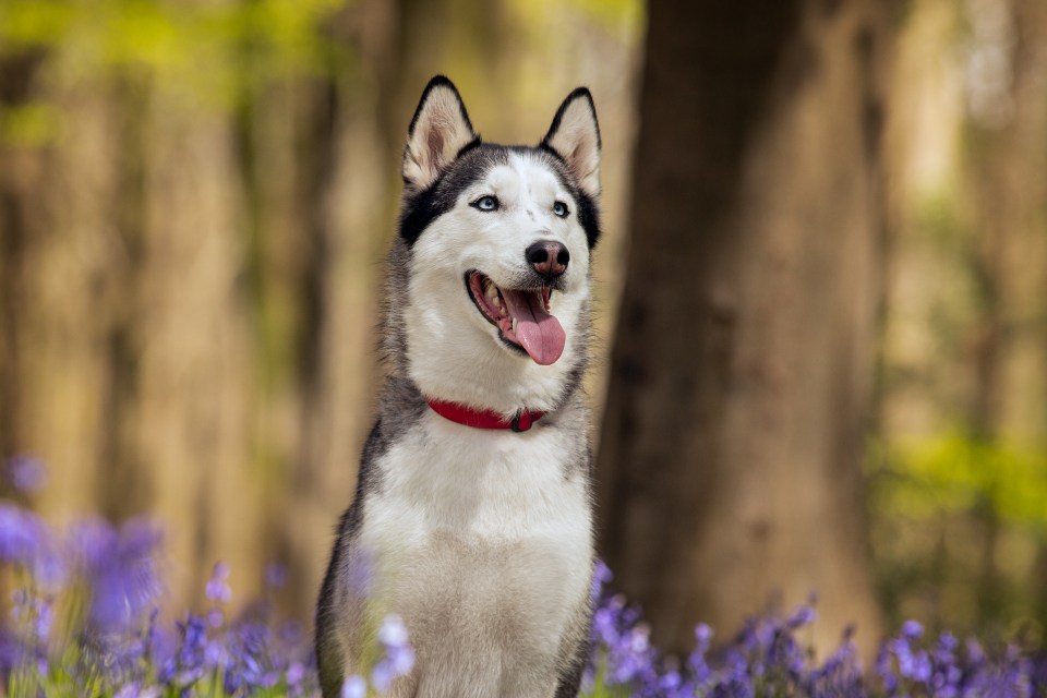 a husky dog in a field of purple flowers