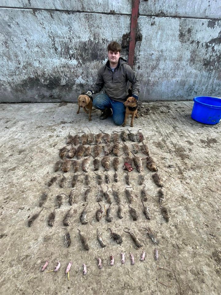 Kieran has caught around 65,000 rats and explained how the rat got into the toilet