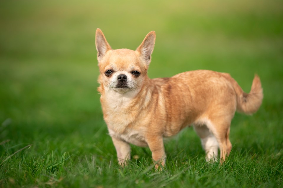 a small chihuahua standing in the grass looking at the camera