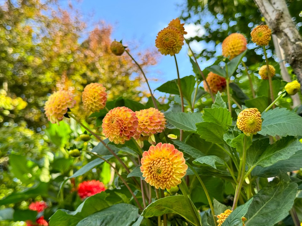 Head Gardener Neil Miller grows dinner plate, pom pom, cactus, semi cactus, anemone-flowered, collerette, waterlily, and huge decorative dahlias.