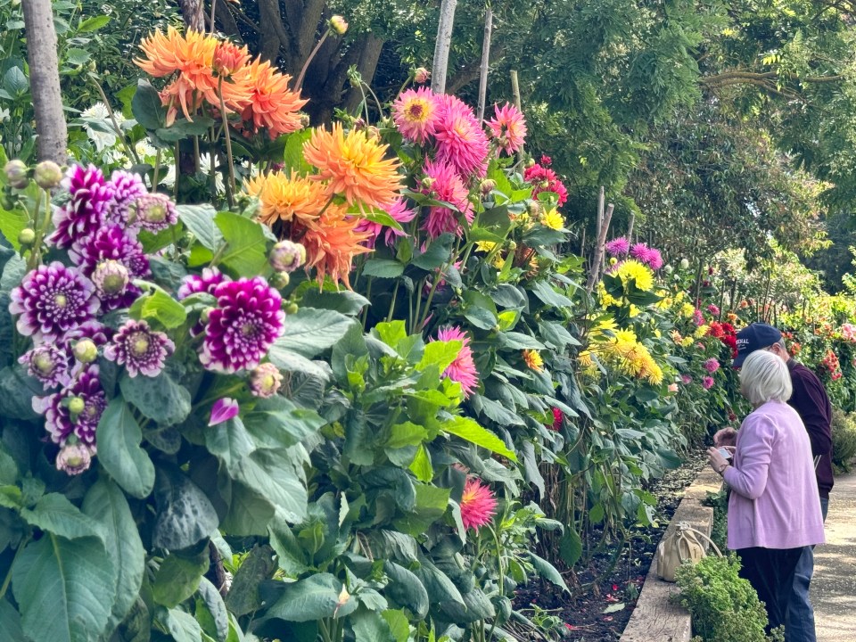 Dahlias at Hever Castle can grow six feet tall