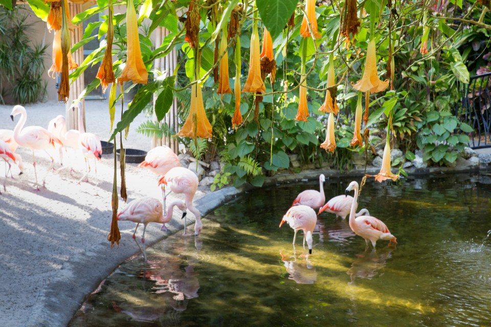 a flock of flamingos are standing in a pond