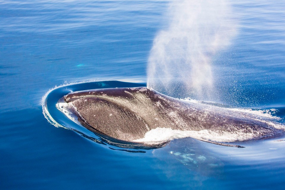 New research also shows the whales synchronise their diving - even if they're miles apart