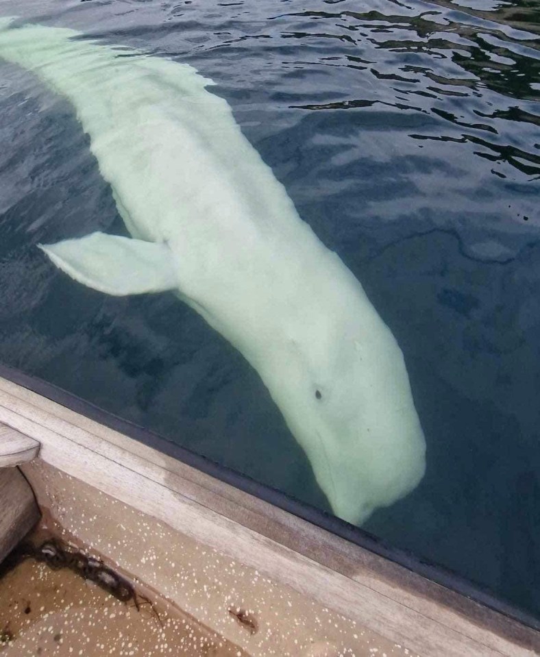 a large white whale is swimming in the water