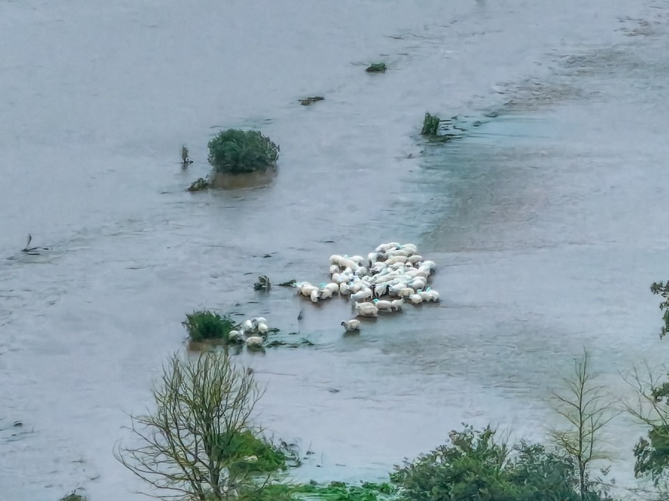 Cows and sheep were seen stranded in flood water in East Devon after the River Axe burst its banks