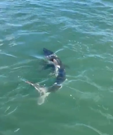 This is the terrifying moment revellers came face-to-face with a porbeagle shark