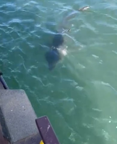 Operator Peter Williams filmed the shark stalking a replica pirate ship