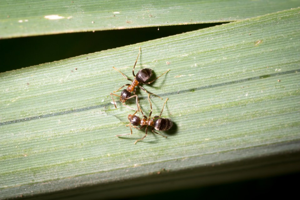 Two Lasius emarginatus workers drinking sugar water in a leaf