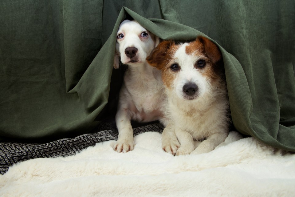 two dogs are hiding under a green curtain