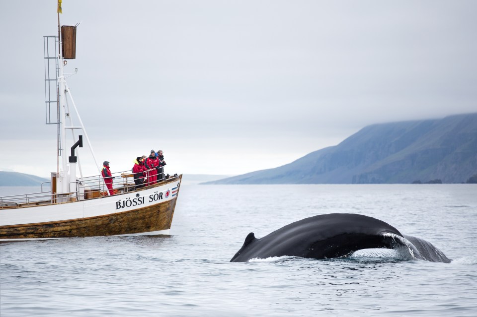 The town is near Iceland's whale watching capital and the nearby seas are home to huge whales