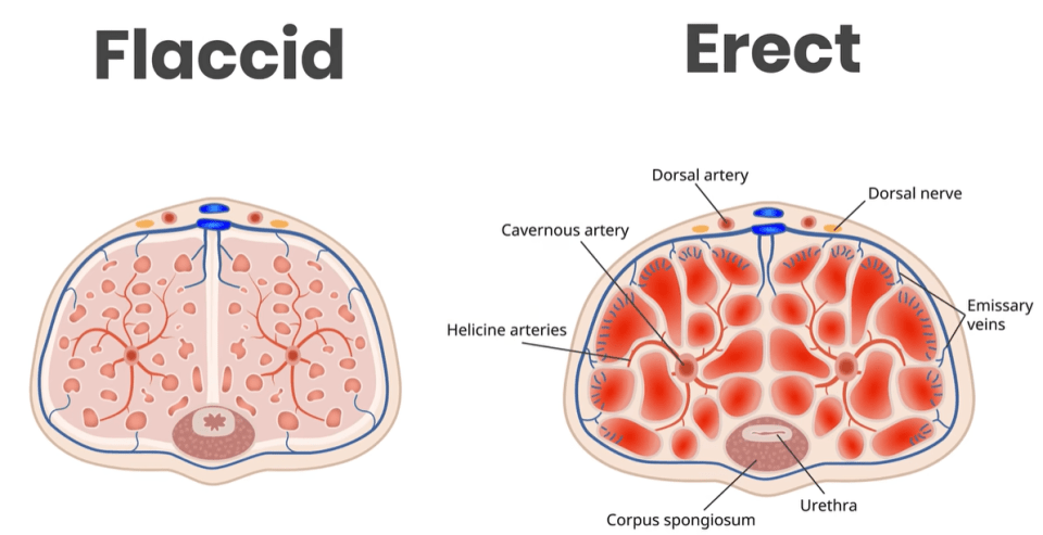 The part that breaks is internal connective tissue called the tunica albuginea, which surrounds the erectile tissue of the penis