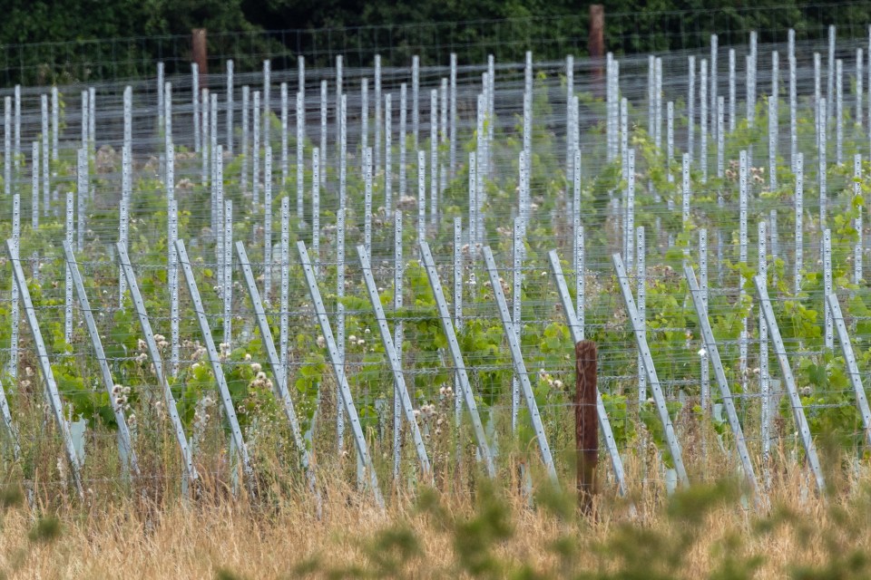 The Euromillions winner has planted a vineyard covering 40,000 square meters