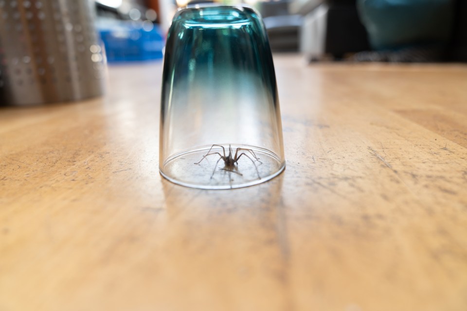 The technician revealed that certain scents are ideal for repelling spiders from your home (stock image)