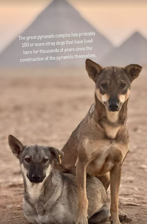 A close-up image of two of the stray dogs that live around the Pyramid complex