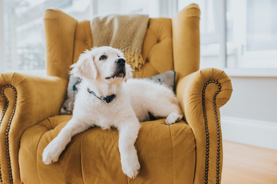 Experts have warned parents never to leave their youngsters alone with family pets - even if they're friendly