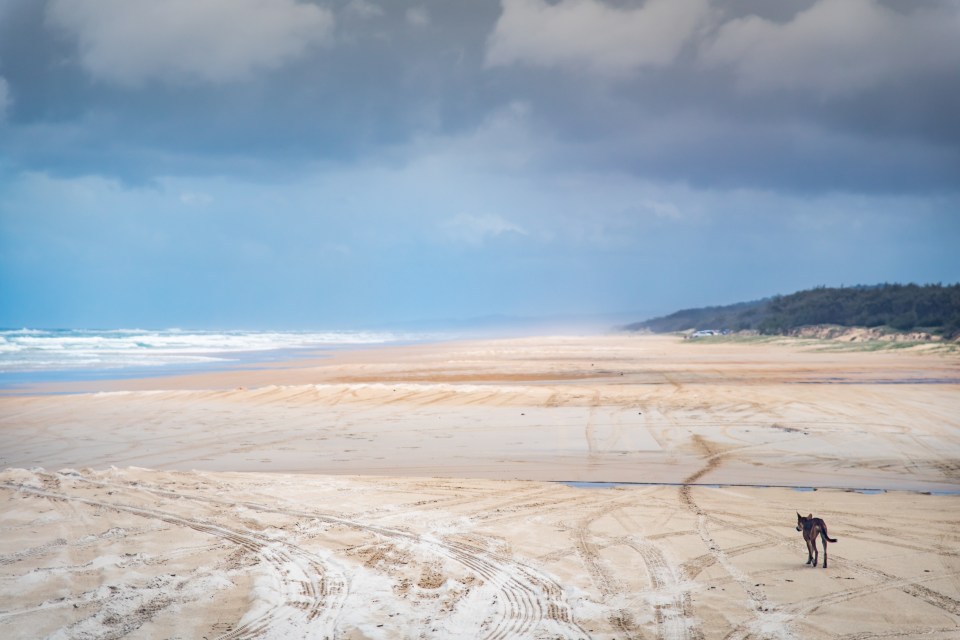 a dog standing on a sandy beach under a cloudy sky